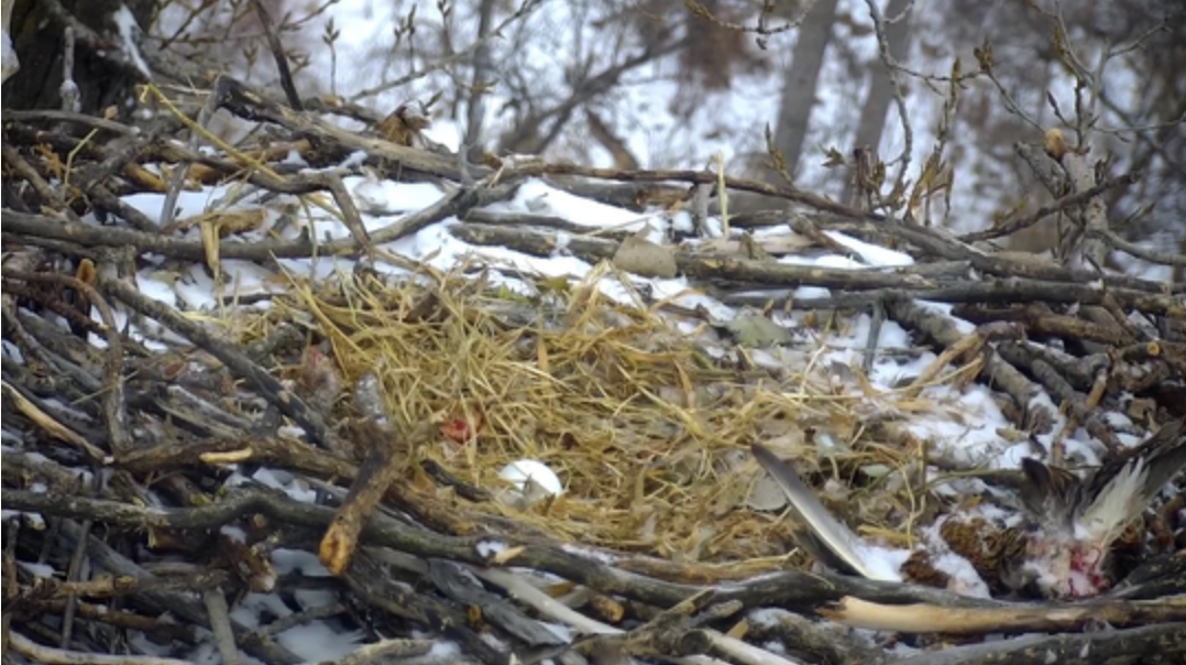 First Egg Layed on EagleCam for 2021 - KVSC 88.1 FM